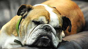 Ein Bulldoggen-Mischling wurde in Frankreich einfach aus dem Fenster geworfen. (Symbolbild)