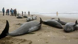 Local residents try to save melon-headed dolphins stranded on the coast in Hokota, northeast of Tokyo, in this photo taken by Kyodo April 10, 2015. Over a hundred dolphins were stranded on the coast on Friday, local media reported. Mandatory credit REUTERS/Kyodo   TPX IMAGES OF THE DAYATTENTION EDITORS - FOR EDITORIAL USE ONLY. NOT FOR SALE FOR MARKETING OR ADVERTISING CAMPAIGNS. THIS IMAGE HAS BEEN SUPPLIED BY A THIRD PARTY. IT IS DISTRIBUTED, EXACTLY AS RECEIVED BY REUTERS, AS A SERVICE TO CLIENTS. MANDATORY CREDIT. JAPAN OUT. NO COMMERCIAL OR EDITORIAL SALES IN JAPAN.