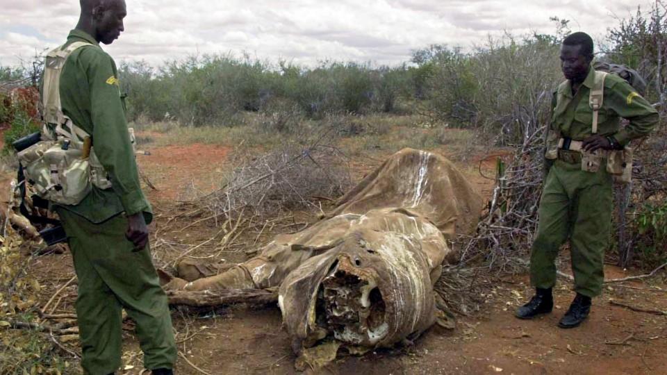 ARCHIV - Parkranger untersuchen im Tsavo Nationalpark in Kenia einen Tatort an dem zehn Elefanten von Wilderern wegen ihrer Stoßzähne abgeschlachtet wurden (Archivfoto vom 31.03.2002). Foto: EPA/STEPHEN MORRISON (zu dpa "Wilderer töten 20 000 Elefant