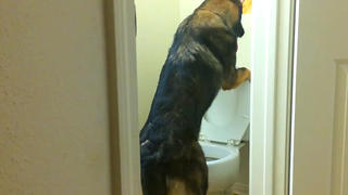 Schferhund Baron.jpg