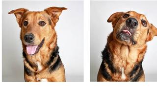 Mit diesen schönen Portraits im Fotoautomaten-Stil will die US-Tierschutzorganisation 'The Humane Society of Utah' einsamen Hunden ein liebevolles Zuhause vermitteln.
Asia ist ein sehr kluger, zwei Jahre alter Schäferhund Mischling. Er liebt ein gutes Rennen und sucht einen Lauf-/Wander-Partner. 