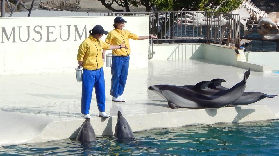 Verkaufsstopp für Delfine aus Taiji für japanische Zoos