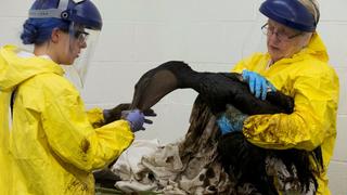 Staff and volunteers work to clean oil off a brown pelican at the International Bird Rescue center in San Pedro, Los Angeles, California, United States, May 22, 2015. Up to 2,500 barrels (105,000 gallons) of crude petroleum, according to latest estimates, gushed onto San Refugio State Beach and into the Pacific about 20 miles (32 km) west of Santa Barbara on Tuesday when an underground pipeline that runs along the coastal highway burst. REUTERS/Lucy Nicholson