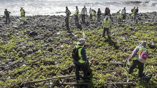 epa04880492 Workers look for debris of the MH370 on the coast of Saint Andre, Reunion Island, France, 11 August 2015. The search continues on La Reunion since a piece debris of the missing MH370 Malaysia Airlines plane was found on 29 July. France has sent airplanes, helicopters and ships, including French Marine units, to its search for the remains of Malaysia Airlines flight MH370. EPA/ARNAUD ANDRIEU +++(c) dpa - Bildfunk+++