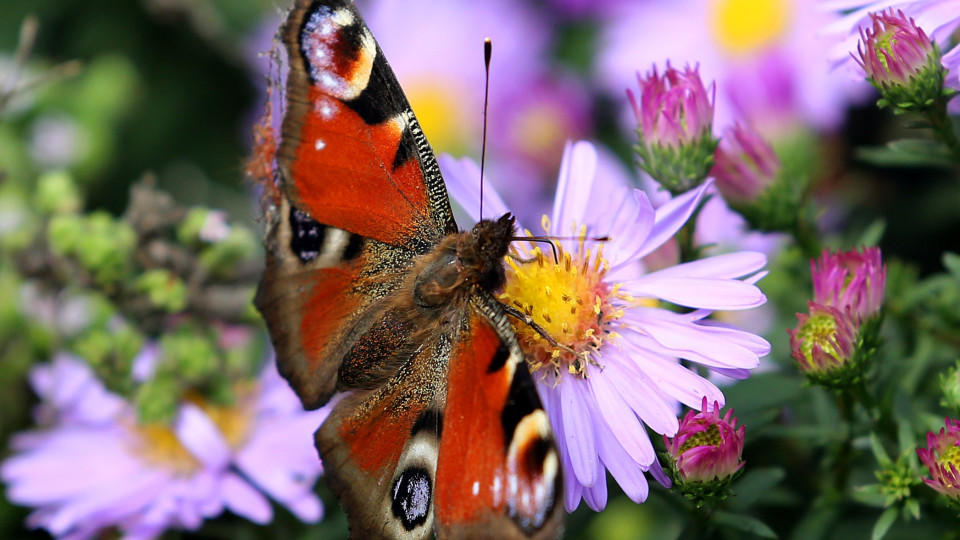 Ein Pfauenauge besucht am 28.09.2012 im niederrheinischen Moers die Blüten einer Aster. Bei zum Teil schönem Spätsommerwetter finden die Schmetterlinge noch genug Blüten, um sich zu ernähren. Foto: Roland Weihrauch dpa/lnw +++(c) dpa - Bildfunk+++