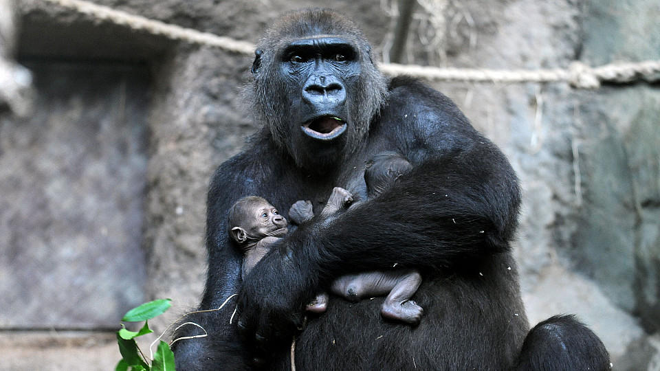 Gorilla-Dame «Dian» hält am 15.09.2015 im Gehege des Zoos in Frankfurt am Main (Hessen) ihre beiden Zwillings-Babys im Arm. Zwillingsgeburten sind bei Gorillas äußerst selten. Foto: Winfried Faust/dpa (zu dpa «Doppelte Freude: Zwillings-Nachwuchs bei