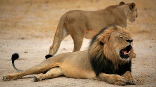 FILE - An undated handout photo provided by the Zimbabwe Parks and Wildlife Management Authority on 28 July 2015 shows Cecil, one of Zimbabwe's most famous lions, who was reportedly shot dead by US hunter Walter Palmer, of Minneapolis, Minnesota, USA, according to reports in the UK media. Cecil was allegedly shot with a crossbow on 06 July. HANDOUT EDITORIAL USE ONLY/NO SALES (zu dpa "Nach Tötung von Löwe Cecil: Jäger in Simbabwe festgenommen" vom 15.09.2015) +++(c) dpa - Bildfunk+++