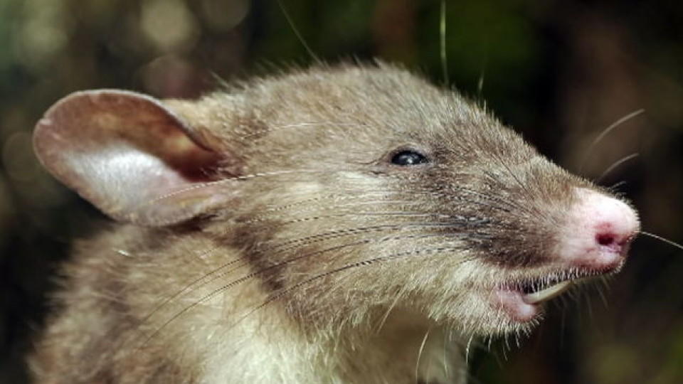 Ratte mit Schweinenase und Vampirzähnen: Forscher entdecken neue Gattung