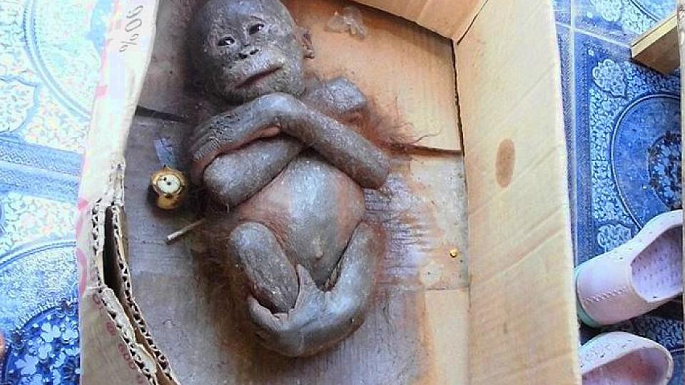 Orang Utan-Baby in Pappkarton zum Sterben zurückgelassen