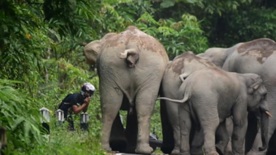 Motorradfahrer flüchtet vor Elefantenherde.