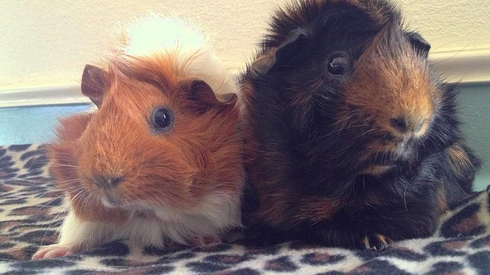 Misshandelt und ausgesetzt: Tierschützer geben gelähmtem Meerschweinchen neuen Lebensmut