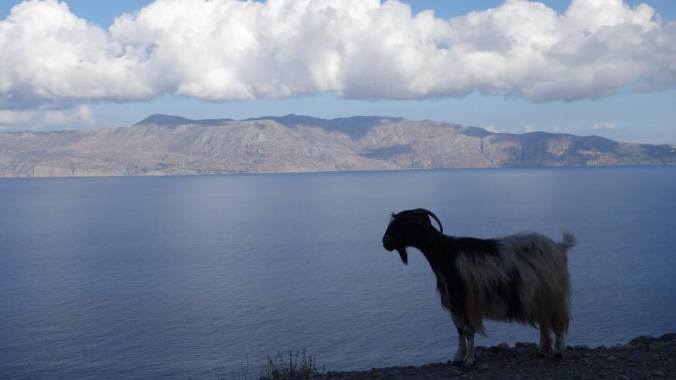 Umherstreifende Ziegen sind typisch für kretische Landschaften