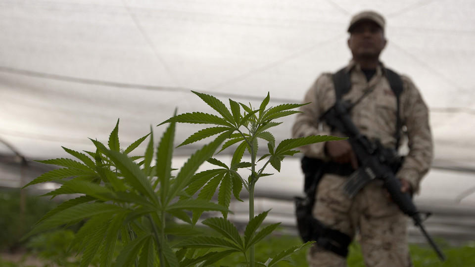Ein mexikanischer Soldat überwacht ein konfisziertes Marihuana-Feld.