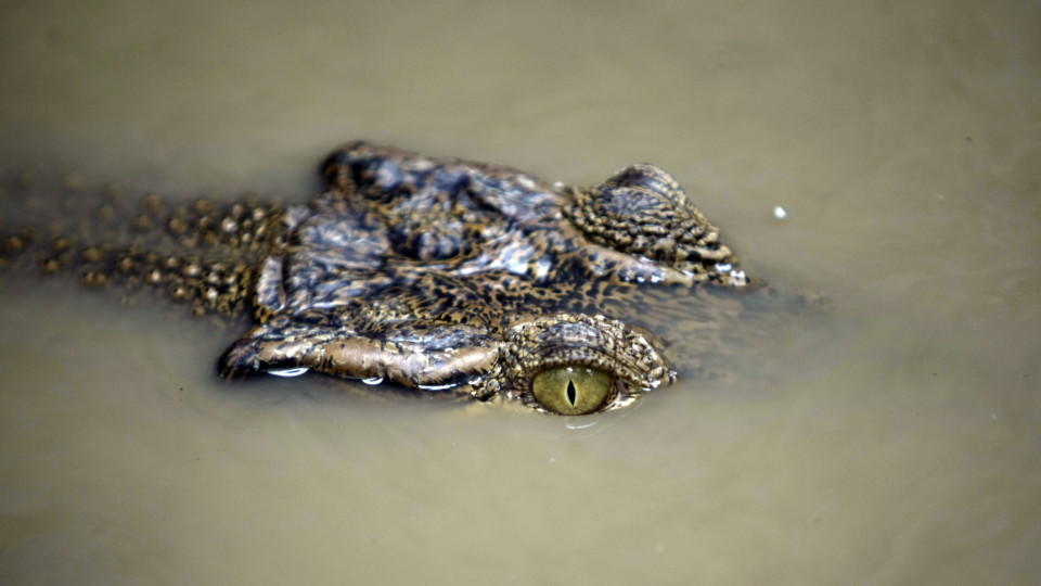 Krokodil lauert im Wasser 