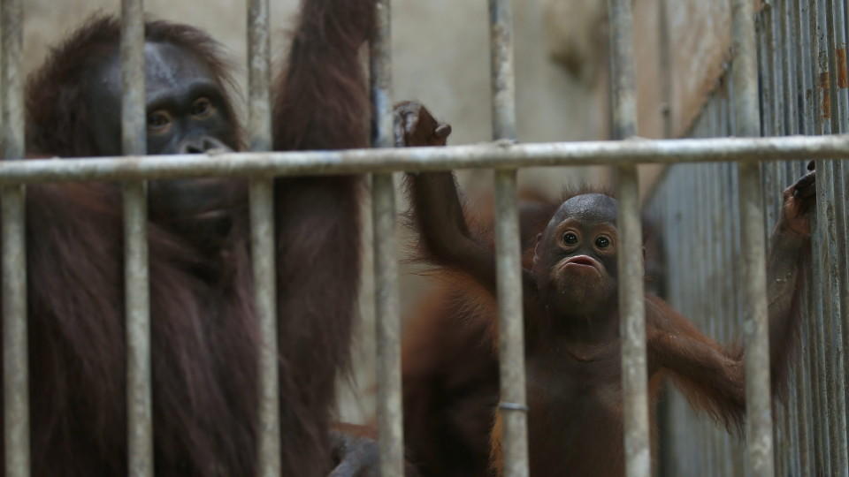 Die konfiszierten Menschenaffen warten in einem Käfig im thailändischen 'Khao Pratupchang Wildlife Breeding Center'.