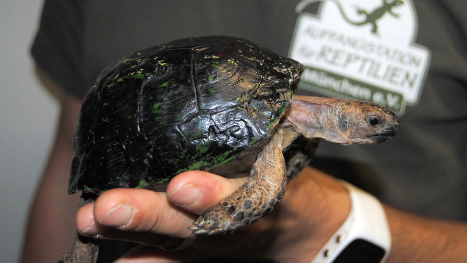 Diese Maurische Landschildkröte wurde in der Jackentasche einer Syrerin in einem Münchner Flüchtlingslager entdeckt.