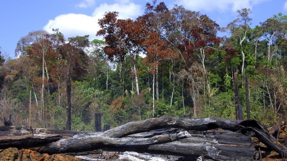 Brandrodung im Amazonas-Regenwald, Brasilien, Amazonasgebiet slash and burn cultivation in the Amazon rain forest, Brazil, Amazon region BLWS355394Burning in Amazon Rain forest Brazil Amazon Slash and Burn Cultivation in The Amazon Rain Forest Brazil