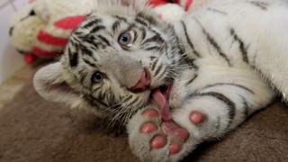 A Two-month-old white bengal tiger cub cleans itself at Gyor Zoo in Gyor, west of Budapest, March 20, 2015.  REUTERS/Bernadett Szabo 