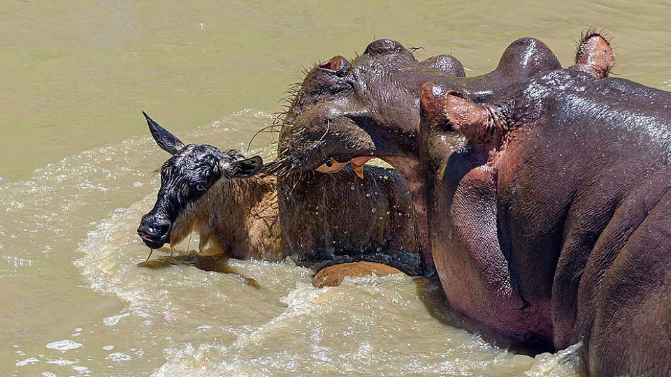Das Flusspferd tötet das Gnubaby