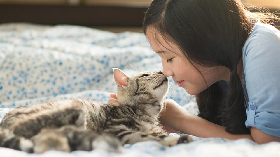 Beautiful asian girl kissing american shorthair cat on the bed