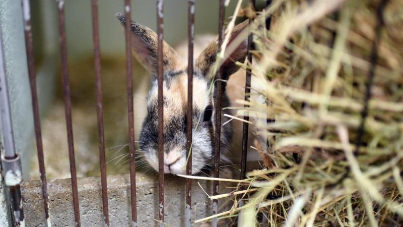 Ein Kaninchen sitzt in einem Tierheim in Köln (Nordrhein-Westfalen) in einem Käfig. Foto: Henning Kaiser/Archiv