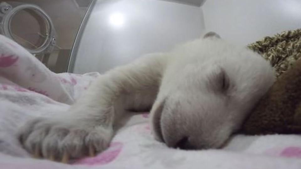 Schlafender Eisbär macht niedliche Geräusche