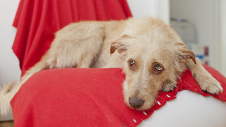 Ein Mischling liegt am 19.09.2012 in Berlin in seinem Hundekörbchen.