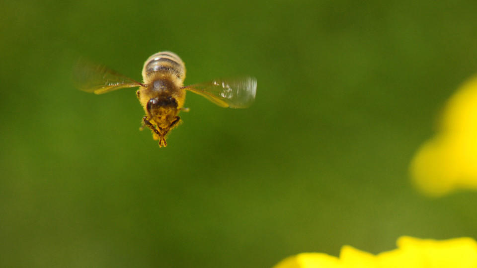 Eine Biene sorgte für Verspätung im Flugverkehr. (Symbolbild)