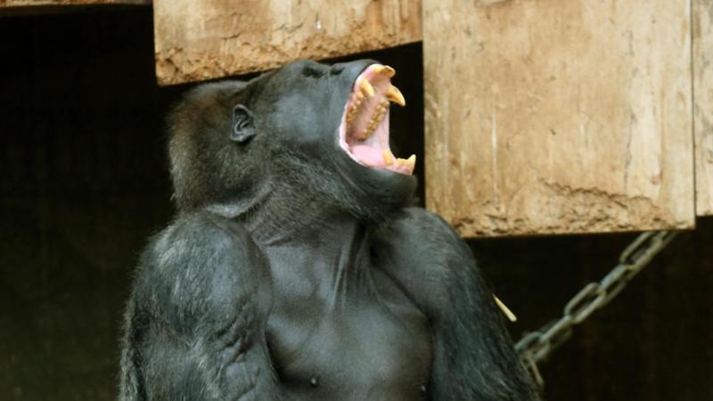 Besucher des Affenhauses im Krefelder Zoo werden gebeten, keine auffälligen Mützen oder Karnevalskostüme zu tragen. Das bereitet dem Senior-Silberrücken Gorilla "Massa" Stress. Foto: Roland Weihrauch