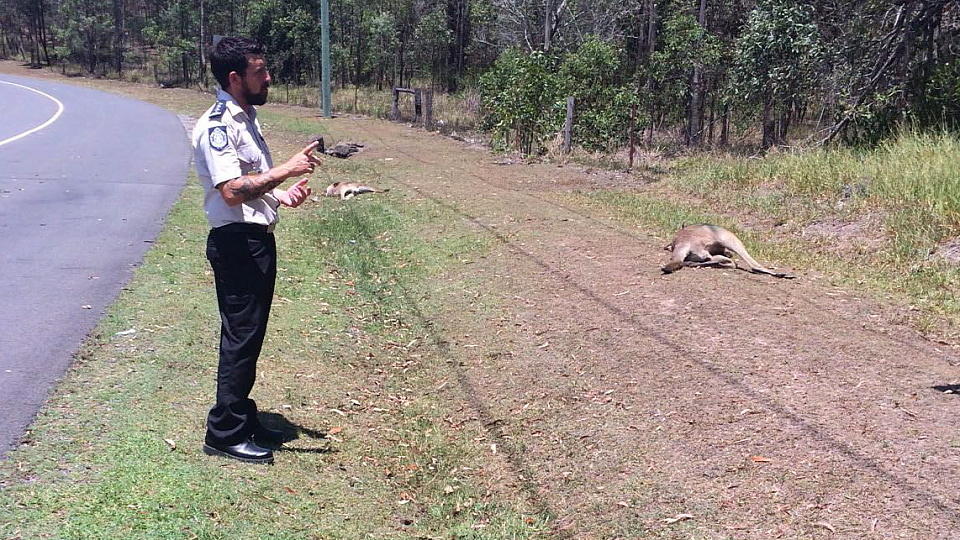 epa05138072 A handout picture provided by the Royal Society for the Prevention of Cruelty to Animals (RSPCA) shows dead kangaroos found on Grindle Road on the outskirts of Brisbane, Australia, 01 February 2016. An unknown driver deliberately ran over and killed 17 kangaroos, officials of the RSPCA said, adding this was 'no accident'. Last October, police charged an 18-year-old Australian man for killing more than 100 grey kangaroos by running them down in his vehicle in New South Wales. EPA/MICHAEL BEATTY/RSPCA/HANDOUT AUSTRALIA AND NEW ZEALAND OUT HANDOUT EDITORIAL USE ONLY/NO SALES +++(c) dpa - Bildfunk+++