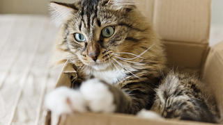 Cat sitting in a cardboard box 