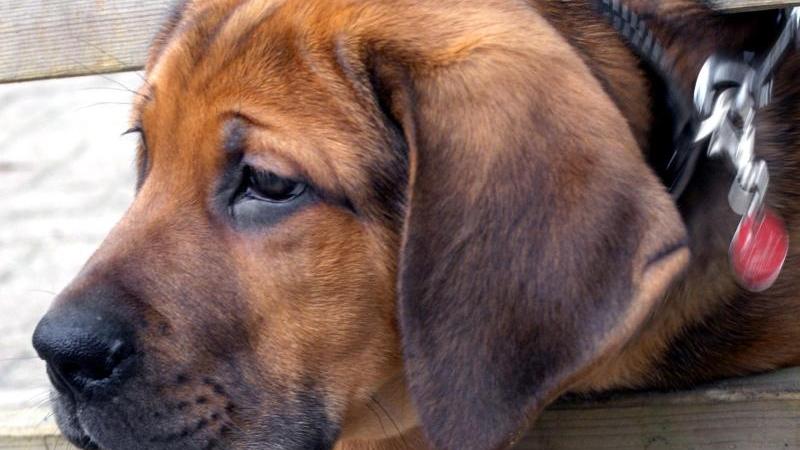 Eine Infektion mit dem Staupe-Virus kann für Hunde schwere Folgen haben. (Symbolbild)