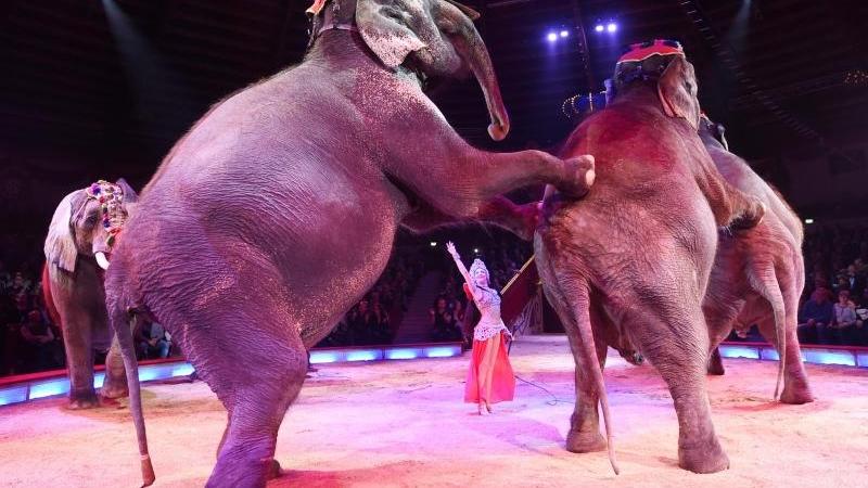 Das Land will ein Haltungsverbot bestimmter Wildtiere im Zirkus. Foto: T. Hase/Archiv