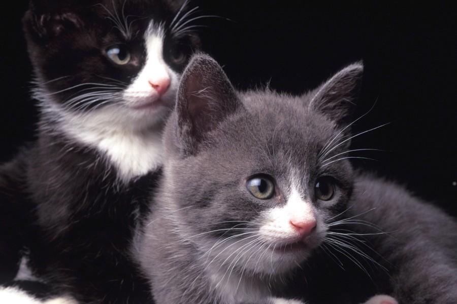 Zwei junge Katzen blicken neugierig in die Kamera, undatiertes Foto aus Schweden.