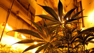 Strafrechtler fordern Cannabis-Legalisierung in Deutschland