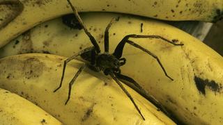 Kammspinne, Wanderspinne (Ctenidae, Ctenidae), 'Bananenspinne' auf reifen Bananen | wandering spiders, running spiders (Ctenidae, Ctenidae), on ripe bananas | Verwendung weltweit