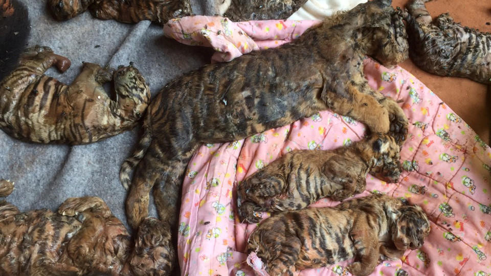In einer Tiefkühltruhe wurden 40 tote Tigerbabys gefunden