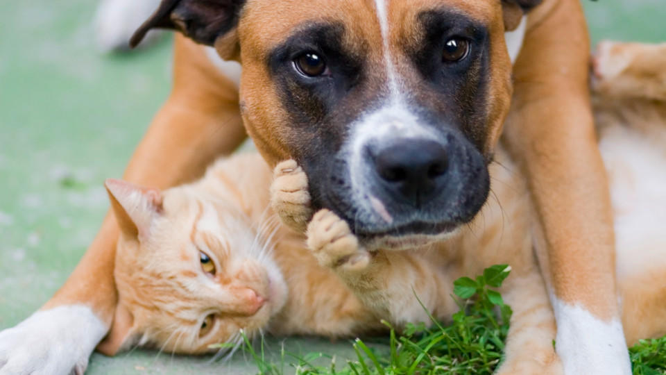 Hund und Katze gelten in Spanien nun als Familienmitglieder - in Deutschland zählen sie im Falle einer Scheidung zum Hausrat.