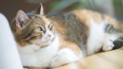 Können Katzen Krankheiten Beim Menschen Erkennen