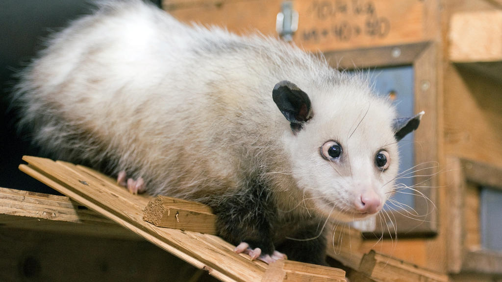 Opossum Heidi schaut in ALLE Richtungen...