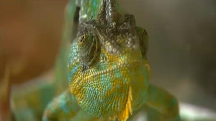 reptilienarzt karbe chamleon