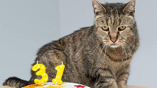 Nutmeg ist älteste Katze der Welt