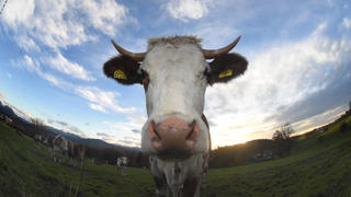Eine Kuh weidet am 04.11.2014 am Irschenberg (Bayern) auf einer Wiese vor dem Panorama der Alpen. Der Föhntag mit Sonne und warmen Temperaturen lud zu einem Ausflug in die Berge ein. Foto: Felix Hörhager/dpa | Verwendung weltweit