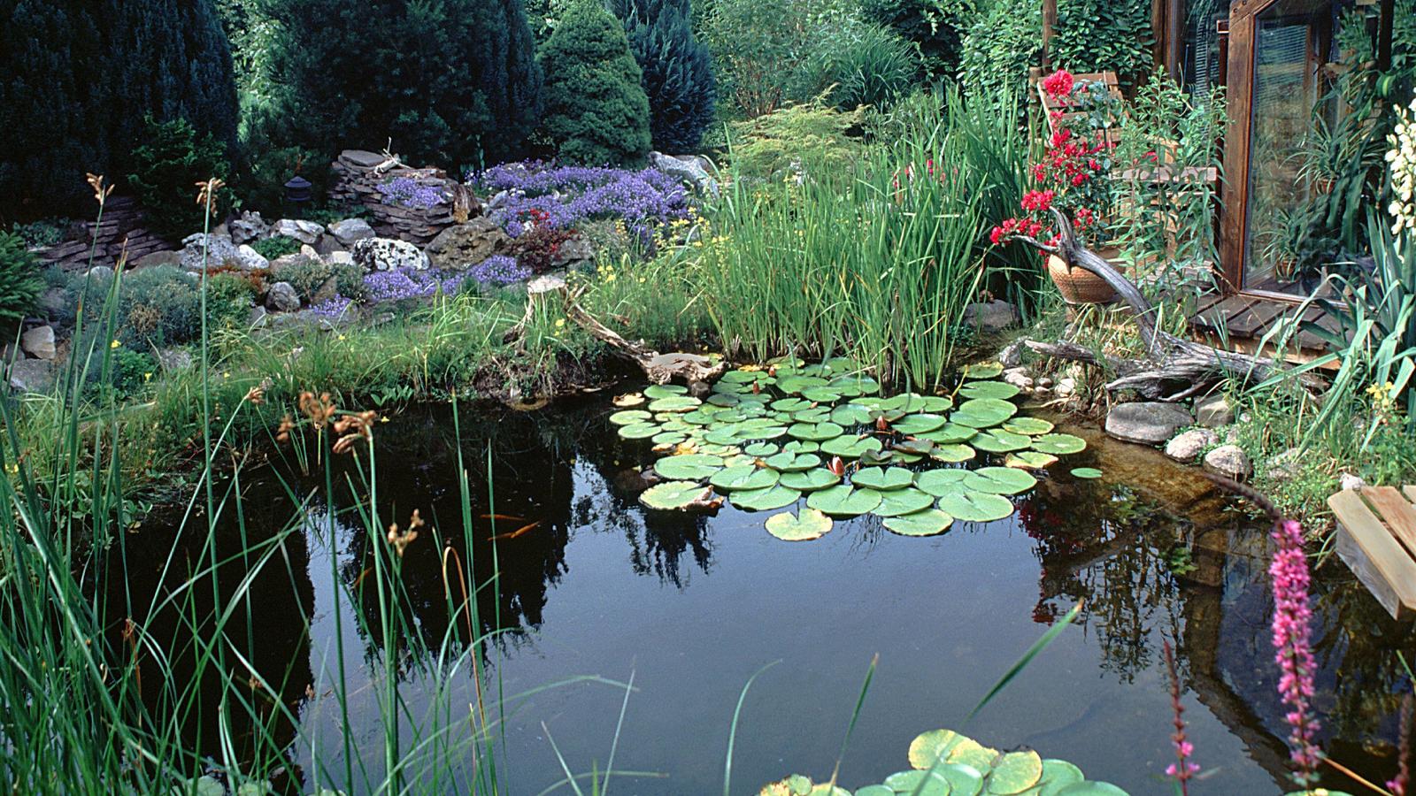 Gartenteich mit Wintergarten. | garden pond with winter garden. | Verwendung weltweit