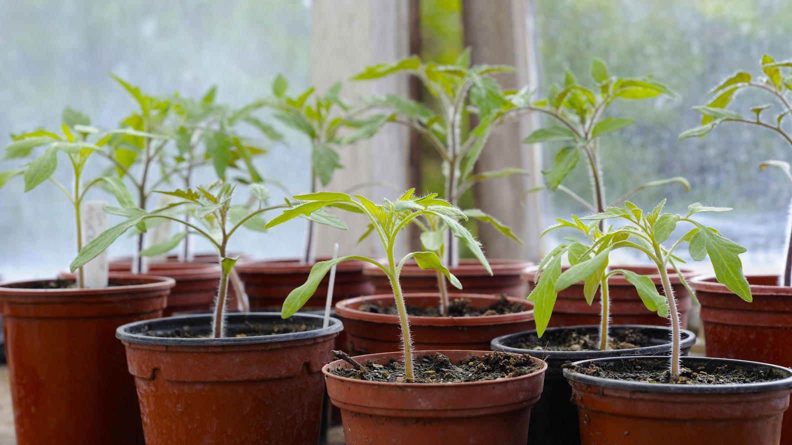 Junge Tomatenpflanzen in Gewaechshaus / Tomate