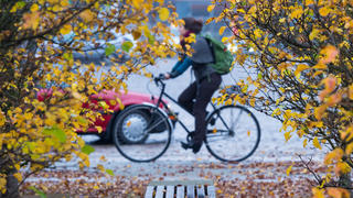 Die letzten herbstlich gefärbten Blätter hängen im trüben Wetter am 19.11.2014 an Bäumen in einem Park in Frankfurt (Oder) (Brandenburg). Foto: Patrick Pleul/ZB +++(c) ZB-FUNKREGIO OST - Honorarfrei nur für Bezieher des ZB-Regiodienstes+++ | Verwendung weltweit