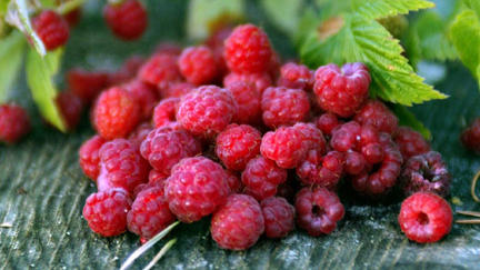Himbeeren