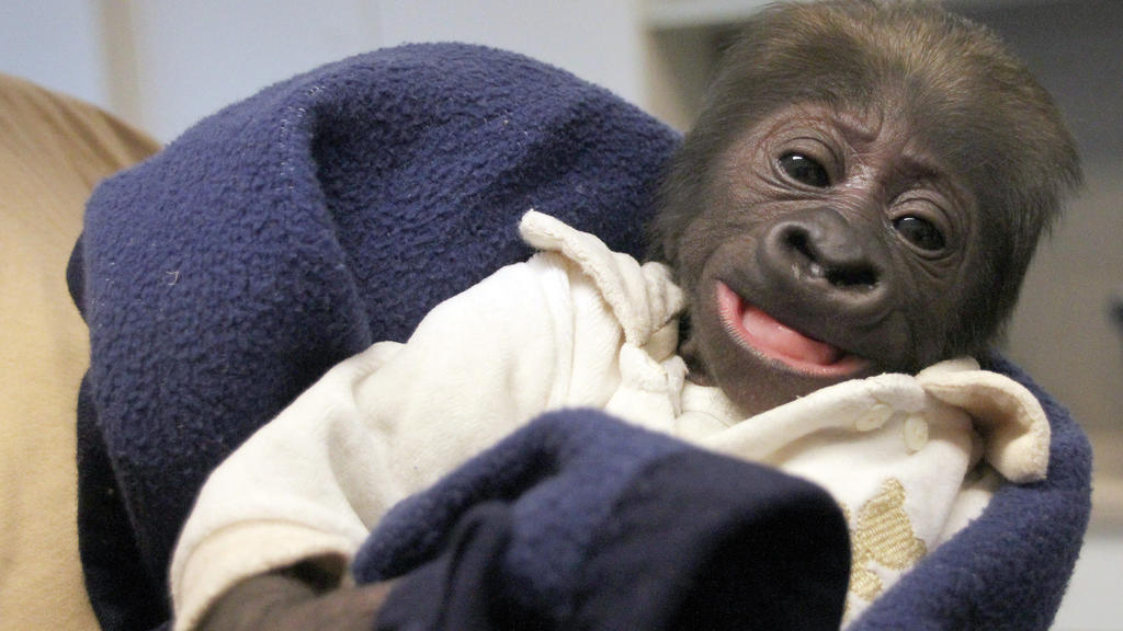 Gorilla-Baby Yanga.