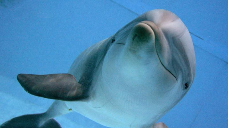 Ein Delfin schwimmt im Delfinarium im Tiergarten in Nürnberg. Nach PETA soll das bald ein Ende haben.