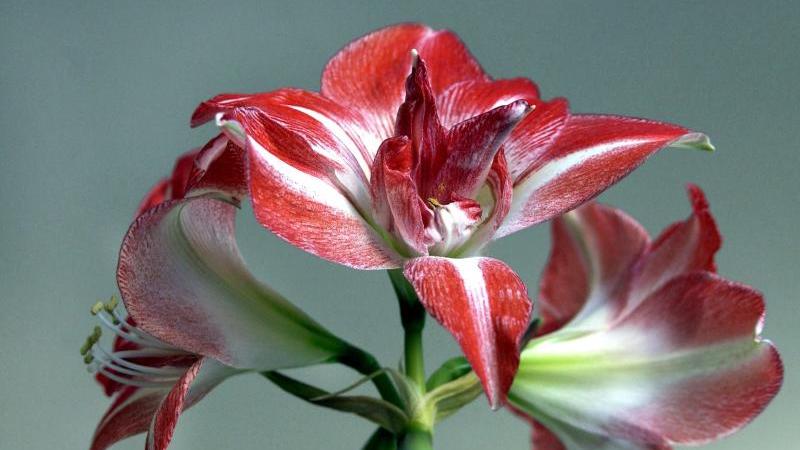 Amaryllis-Blüte